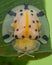 Little Cute beautiful clear shell Tortoise Beetles