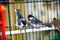 Little cute birds in a cage enjoying morning sunrise