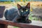 Little cute black cat looks at camera, portrait of pretty domestic animal