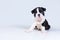 Little cute Boston Terrier puppy sits on a light gray background