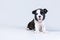 Little cute Boston Terrier puppy sits on a light gray background