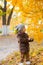 Little cute boy in an autumn coat and cap plays in an autumn park with yellow leaves