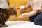 A little cute boy feeds a domestic red leopard bengal cat with ice cream in a waffle cup.