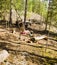 Little cute boy jumping with bungee in forest, training with dad, happy family on vacations in camp, father and son