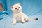 Little cute British kitten color point color with blue eyes funny sitting on blue background