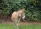 Little cute brown donkey, animal portrait, green tree background