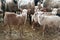 Little cute brown lambs in a stall.