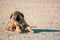Little, cute brown puppy is alone on the street. Concept of abandoned domestic animals