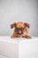 Little cute Brussels Griffon on a white box