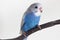 Little Cute Budgerigar, Budgie, Bird