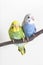 Little Cute Budgerigar, Budgie, Bird