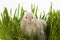 Little cute chicken sits on green grass looks around,