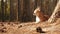 Little cute chihuahua dog lying on nature and enjoying the spring sun. Chiwawa dog lying on the forest substrate of pine