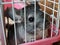 A little cute chinchilla sits peacefully in a cage. Gray fur and black protruding eyes in the animal. Keeping pets. Chinchilla