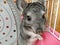 A little cute chinchilla sits peacefully in a cage. Gray fur and black protruding eyes in the animal. Keeping pets. Chinchilla