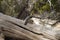 Little cute chipmunk on a fallen tree