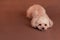 Little cute curly-haired peach brown poodle dog lies on a brown surface