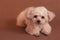 Little cute curly-haired peach brown poodle dog lies on a brown surface