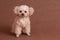 Little cute curly-haired peach brown poodle dog sitting on brown surface