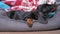 Little cute dachshund puppy is lying in pet bed and nibbling its edge. Fangs of baby dog grow and itch, new ome and