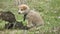 Little cute dog pet puppy itches from fleas on a farm in america. treatment of pets concept