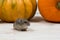 Little cute Dzungarian hamster on the background of orange pumpkin.