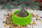 Little cute Dzungarian hamster in a feeder eats food grain on the background of a Christmas tree and toys. Selective