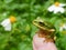 Little cute Emerald tree frog sit on finger