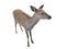 Little cute fawn isolated on a white background. artiodactyl mammal animal, baby northern deer, top view