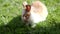 Little cute fluffy baby rabbit on green grass in 4K VIDEO.