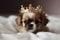 Little cute fluffy puppy wearing golden crown on her head, laying on the bed. Fashion beauty for pets. Royal pleasure