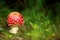 Little cute flyagaric in the forest