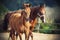 A little cute foal with his mother grazing in a paddock in the meadow