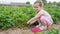 Little cute girl harvesting strawberries in the backyard of the house.