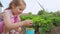 Little cute girl harvesting strawberries in the backyard of the house.