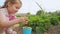 Little cute girl harvesting strawberries in the backyard of the house.