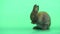 Little cute gray brown bunny rabbit stand up and clean feet on green screen background