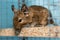 Little cute gray mouse Degu close-up. The common degu is a small hystricomorpha rodent endemic from Chile. Degu in cage captivity