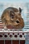 Little cute gray mouse Degu close-up. The common degu is a small hystricomorpha rodent endemic from Chile. Degu in cage captivity