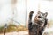 Little and cute gray tabby kitten is funny played and writhes, photos for memes