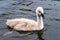 Little cute grey swan chick