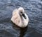 Little cute grey swan chick