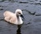 Little cute grey swan chick