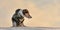 Little cute handsome Jack Russell Terrier dog, 12 years old,  with protective clothing in nature be on the move in front of