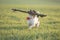 Little cute  happy size madness Jack Russell Terrier dog carries a large branch on a green meadow