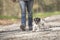 Little cute Jack Russell Terrier dog is walking with his owner on a gravel path in the forest. Doggie is pulling naughty on a