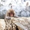 Little cute japanese snow monkey sleeping in a hot spring. Yudanaka, Japan