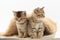 Little cute kitten on a fur litter on a white background