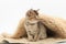 Little cute kitten on a fur litter on a white background