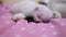 Little cute kitten sleeping on a pink blanket
